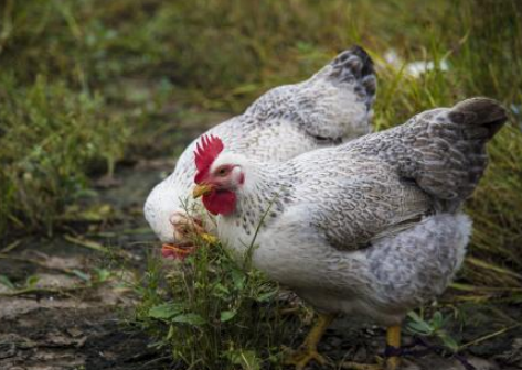 6969在我国的芦花鸡称为斑纹羽,羽毛黑白相间,斑纹宽狭一致.