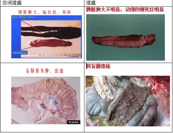 【技术】猪瘟似非瘟,此瘟非彼瘟——非洲猪瘟与猪瘟的